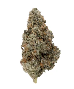 Master Kush Strain