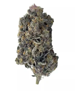tropicana strain
