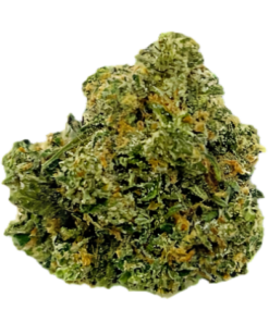 Mimosa